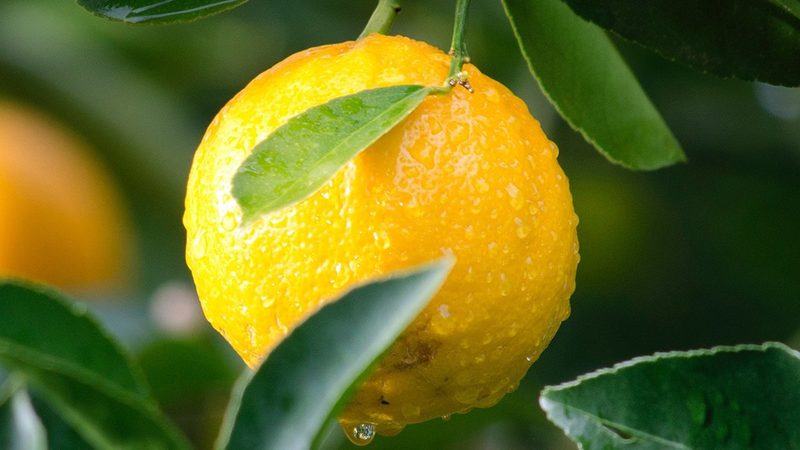 生物医药外包实验室GLP资质：合规之路的基石